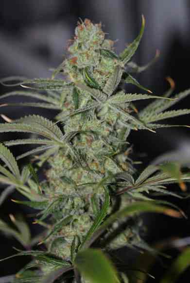 Galactic Jack TGA Subcool Seeds